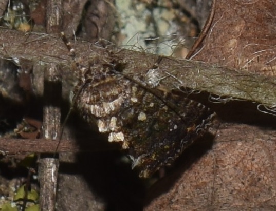 Tortricidae? da ID (2)